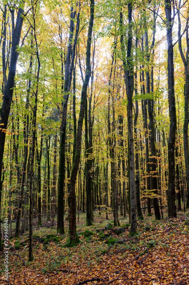 A forest in autumn