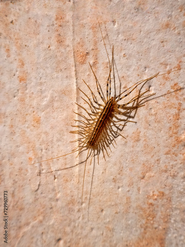 House centipede (Scutigera coleoptrata) kill prey by injecting venom, then eat them half-digested. Bullet predator, moving at speed of half meter per second. Synanthrope. 4 cm specimen from Crimea photo