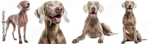 Happy weimaraner dog collection, portrait, sitting, lying and standing, isolated on a transparent background photo