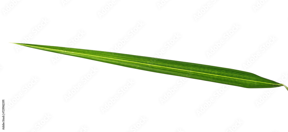 One green palm leaf isolated on white background