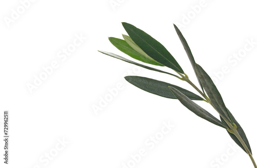 live tree, twigs with green leaves isolated on white, clipping path  © dule964