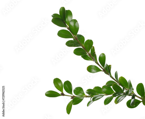 Green boxwood branch isolated on white background © dule964