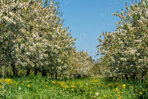 Blossoming cherry trees and flowering dandelions in the village Ockstadt, part of the town Friedberg, Hesse, Germany, Europe photo