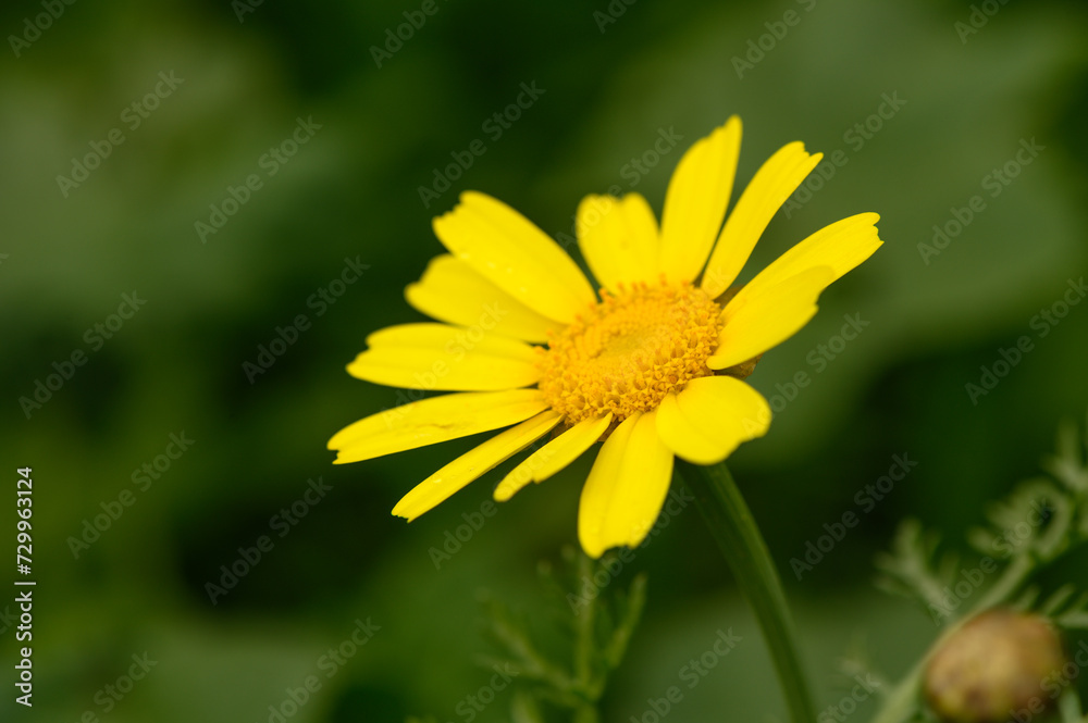 yellow wildflowers in Cyprus in winter on a sunny day 8 yellow wildflowers in Cyprus in winter on a sunny day 8