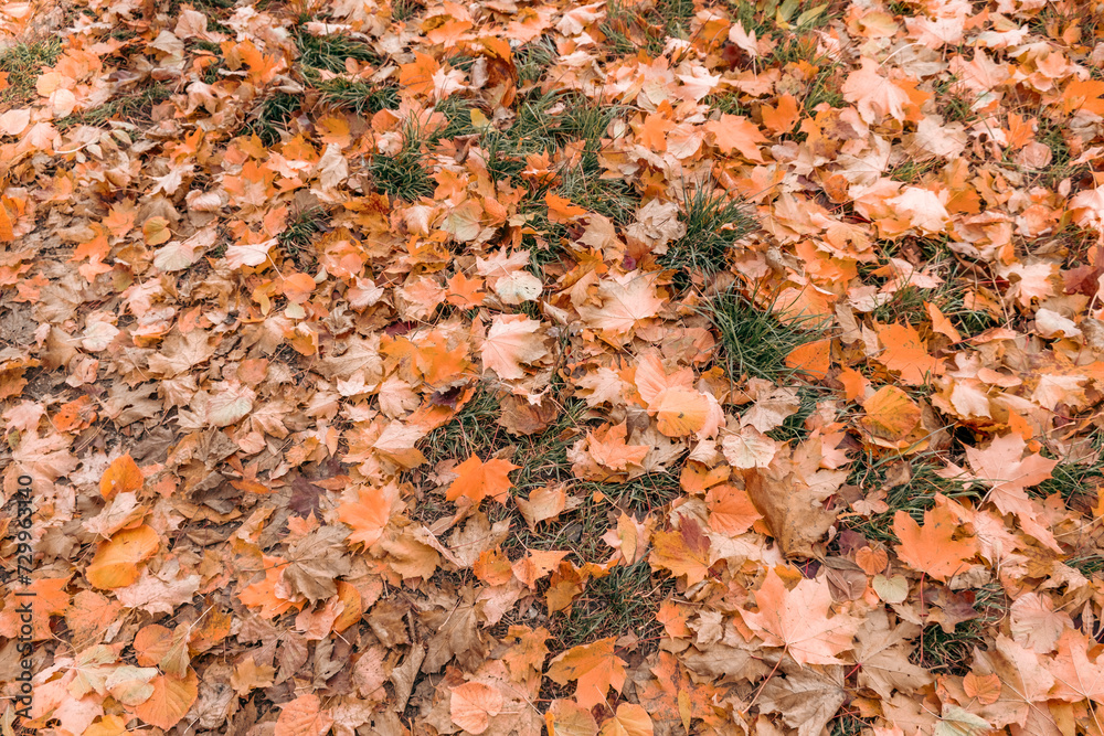 forest floor  covered with autumn leafs