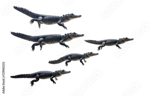 Crocodiles isolated transparency background.