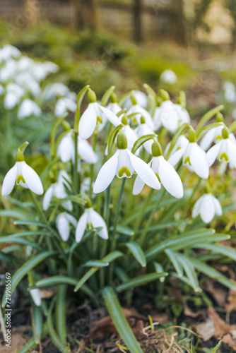 snowdrops in the forest © sapphire