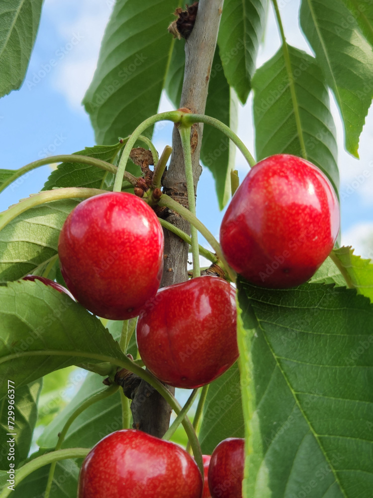 Red cherry on a branch. Ripe cherry fruits Red cherry on a branch. Ripe cherry fruits