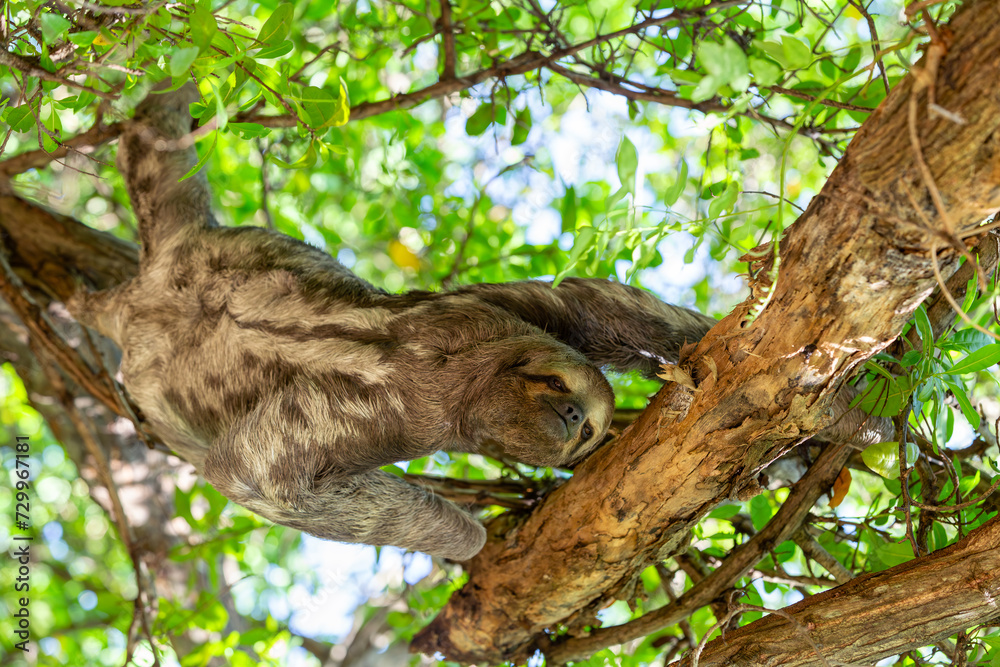 Three-toed or three-fingered sloths (Bradypus variegatus), arboreal neotropical mammals. Centenario Park (Parque Centenario) Cartagena de Indias, Colombia wildlife animal.