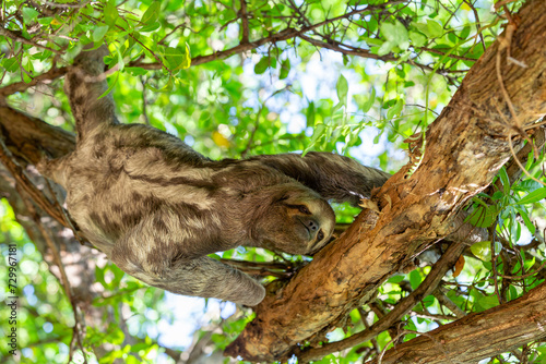 Three-toed or three-fingered sloths  Bradypus variegatus   arboreal neotropical mammals. Centenario Park  Parque Centenario  Cartagena de Indias  Colombia wildlife animal.