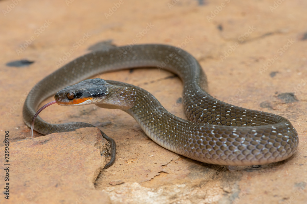 An adult Red-lipped herald Snake (Crotaphopeltis hotamboeia) on a large rock in the wild An adult Red-lipped herald Snake (Crotaphopeltis hotamboeia) on a large rock in the wild