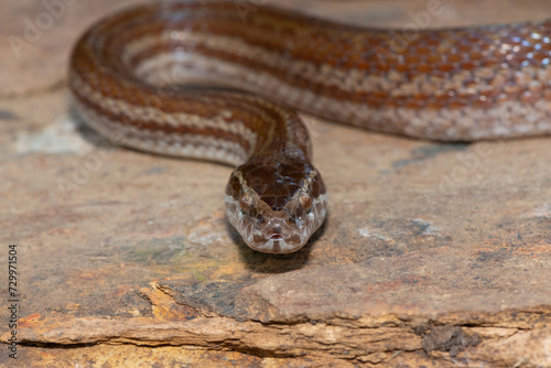 Close-up of the head of an adult brown house snake (Boaedon capensis)