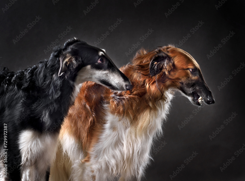 Studio shot of russian sighthound dogs