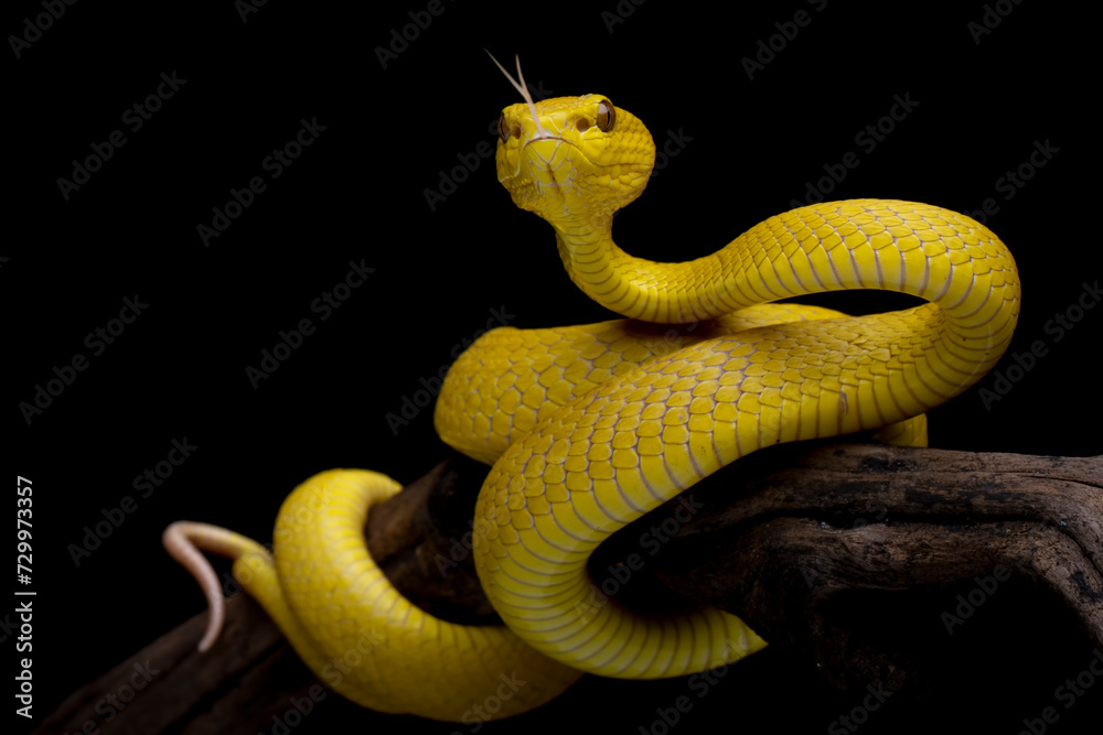 Obraz premium The Yellow White-lipped Pit Viper (Trimeresurus insularis) closeup on branch with black background, Yellow White-lipped Pit Viper closeup