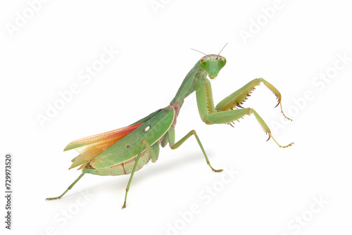 Giant Shield mantis closeup with self defense position on white background, Shield mantis closeup on white background