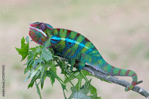 The panther chameleon (Furcifer pardalis) on branch, chameleon panther closeup with natural background