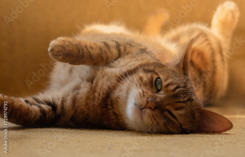 Cute lazy cat sunbathing on carpet in sunshine, stretching. Closeup.