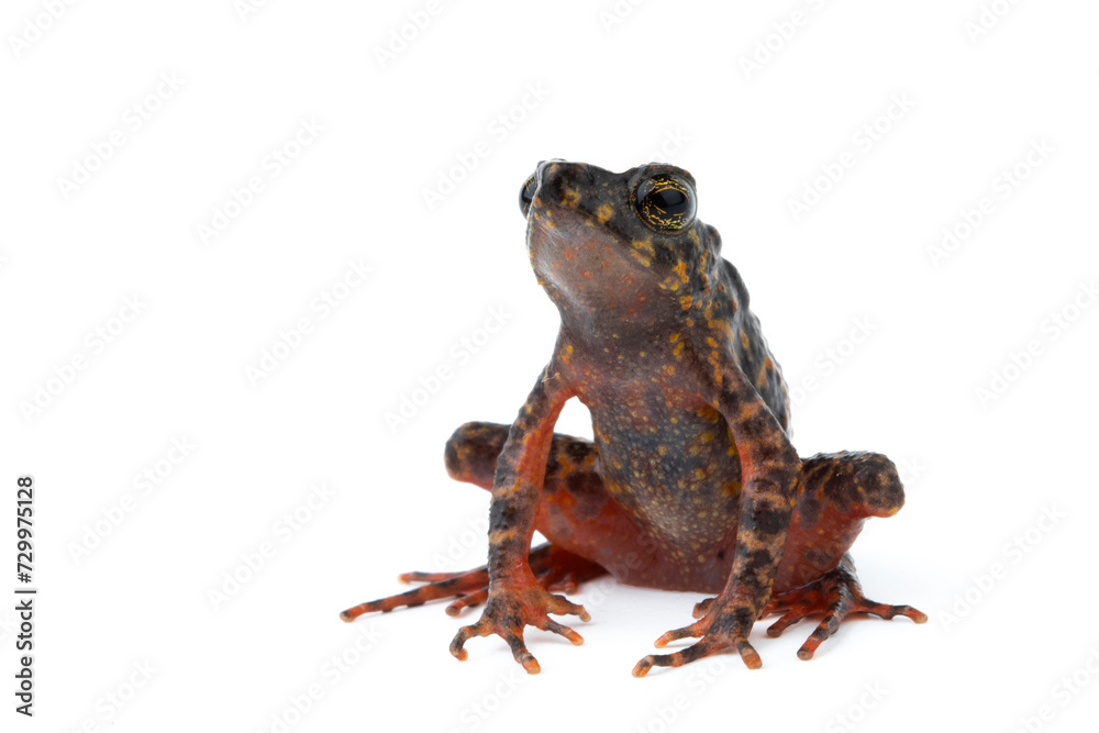 Bleeding Toad or Leptophryne cruentata closeup on stone, Leptophryne cruentata closeup on isolated background, Indonesian toad, Bleeding toad Bleeding Toad or Leptophryne cruentata closeup on stone, Leptophryne cruentata closeup on isolated background, Indonesian toad, Bleeding toad