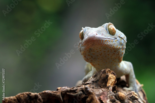 Tokay gecko (Gekko gecko) closeup head on isolated background, Tokay gecko closeup head photo