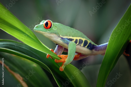 Red-eyed tree frog sitting on green leaves, Red-eyed tree frog closeup on leaves, Red-eyed tree frog (Agalychnis callidryas) looks over leaf edge