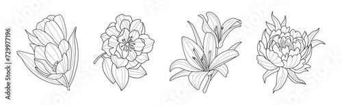 Blooming Linear Flower with Lush Petals Vector Set