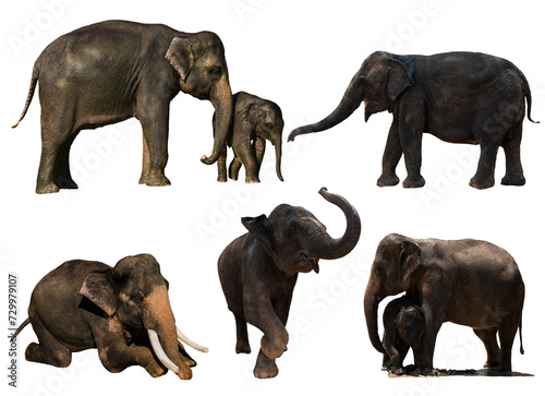 Elephants in various poses on transparent background.