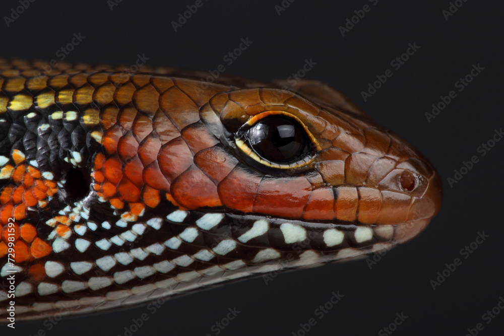 Fototapeta premium Portrait of a Fire Skink against a black background 