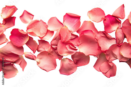 Rose Petals Isolated on Transparent Background