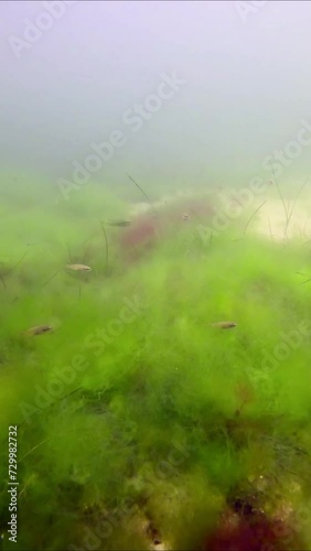 Vertical video, Seagrass bed covered with Dwarf Eelgrass (Zostera noltii), Red Hornweed (Ceramium virgatum) and Green Algae (Cladophora sp.) on sandy bottom, , Green Wrasses swim abobove  photo