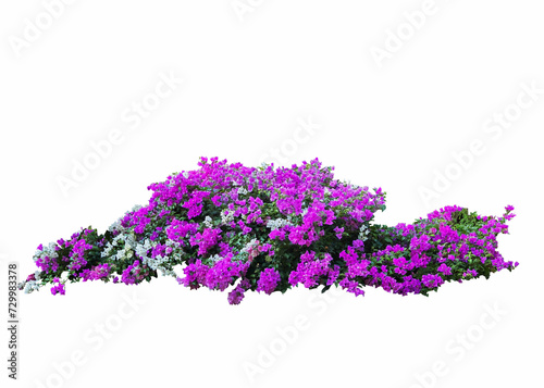 Large flowering spreading shrub of pink and white Bougainvillea (paper flower) tropical flower climber vine landscape plant isolated on white background, clipping path included. photo