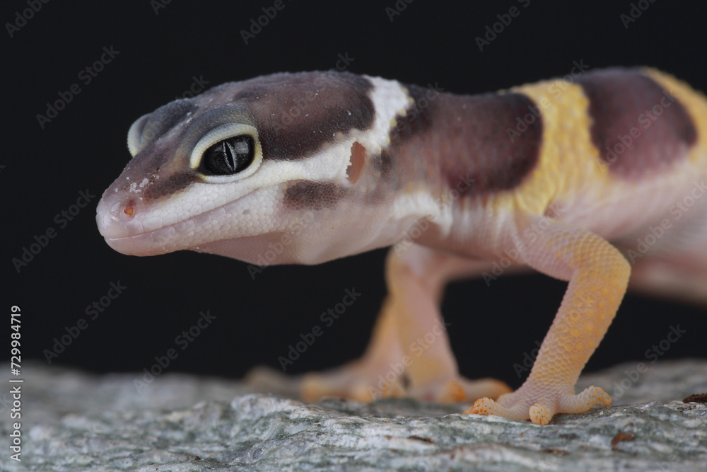 Portrait of a Leopard Gecko on a rock
