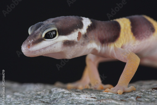 Portrait of a Leopard Gecko on a rock 