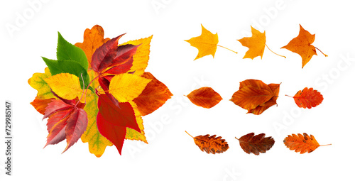 Autumn Leaf Round Frame Isolated  Fall Leaves Border  Colorful October Pattern  Autumn Leaf Texture
