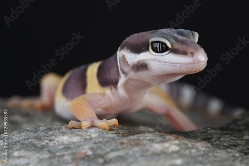 Konstfotografi Portrait of a Leopard Gecko on a rock
