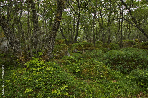 Forest on the hiking track from Petter Dass Museum to Kongshaugen in Norway, Europe 