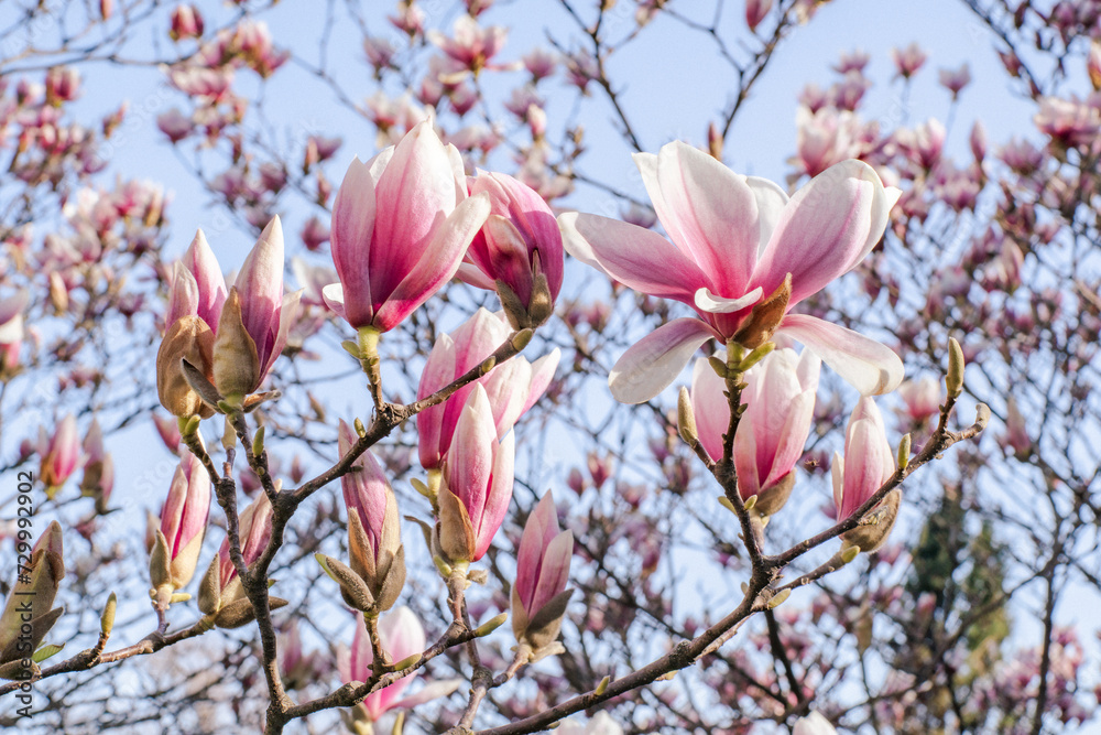 Blooming magnolia flowers on a tree against a clear blue sky.