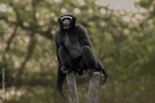 Canvastavla Western hoolock gibbon sitting on the wooden block and staring visitors inside a