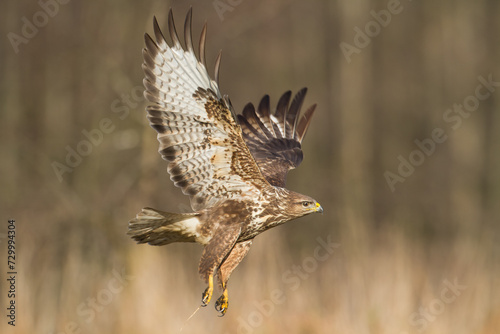 Canvas Print Common buzzard Buteo buteo in flying, fighting buzzards in natural habitat, hawk