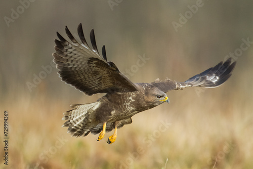 Common buzzard Buteo buteo in flying, fighting buzzards in natural habitat, hawk bird on the ground, predatory bird close up hunting time winter frosty day with snow