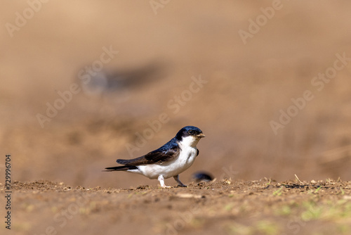 House Martin on the ground