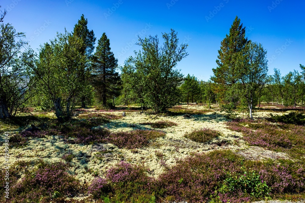 Landschaft in Norwegen Landschaft in Norwegen