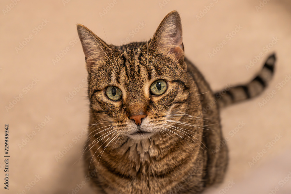 gestreifter Kater schaut aufmerksam nach oben gestreifter Kater schaut aufmerksam nach oben