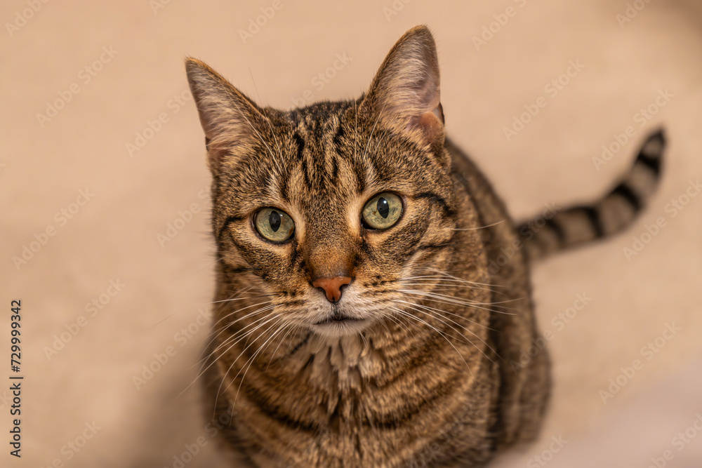 gestreifter Kater schaut aufmerksam nach oben