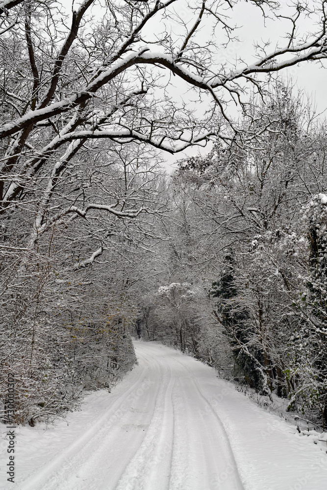 Obraz premium Austria, Winter, Forest