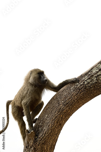 baboon sitting on a tree
