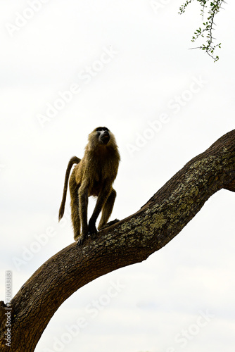baboon sitting on a tree
