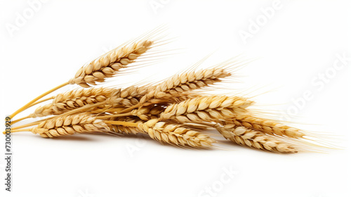 Wheat grains Most Amazing and Trending with transparent background,photo of barley with no background with white back, Wheats white background image shaft germs grains 