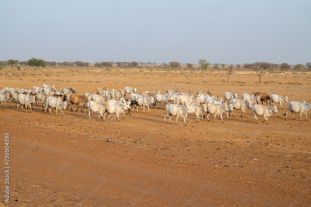 Un troupeau de zébu dans la savane du Sahel en Afrique