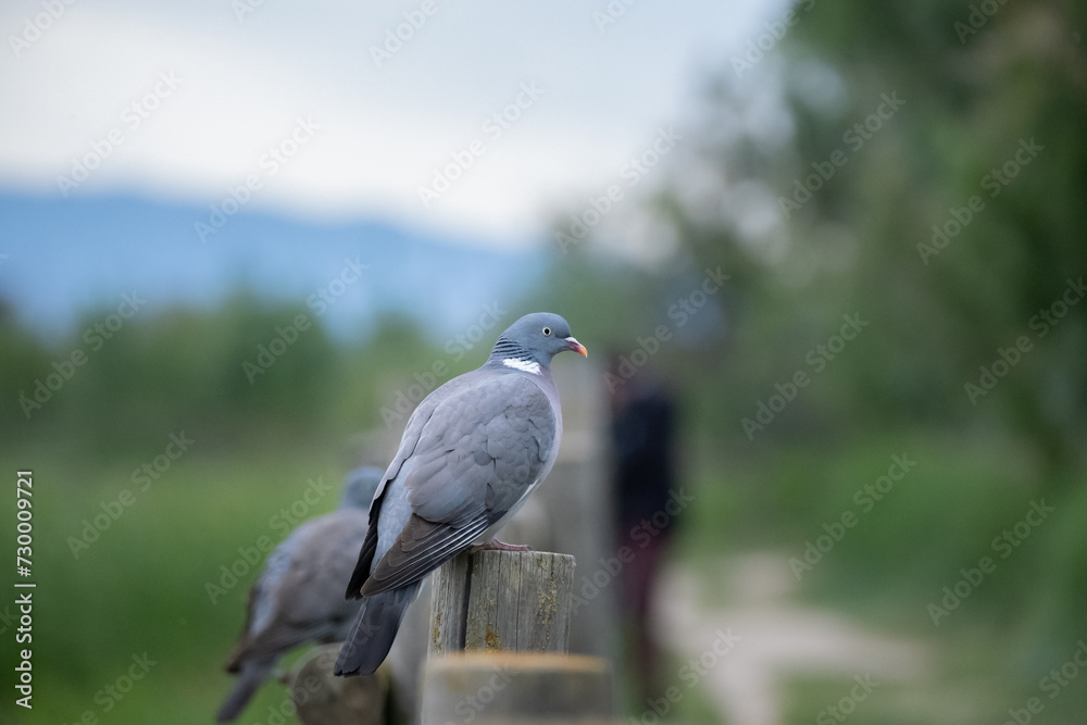 Fototapeta premium Wood pigeon