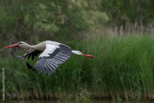 White stork fliying photo